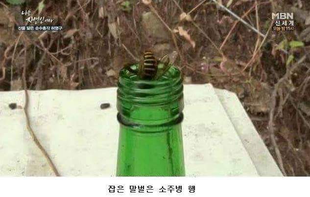 말벌잡는아저씨ㅋㅋㅋㅋㅋㅋㅋㅋ | 인스티즈