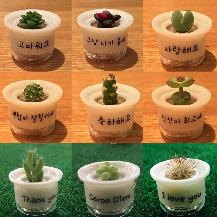 애완선인장 이미지