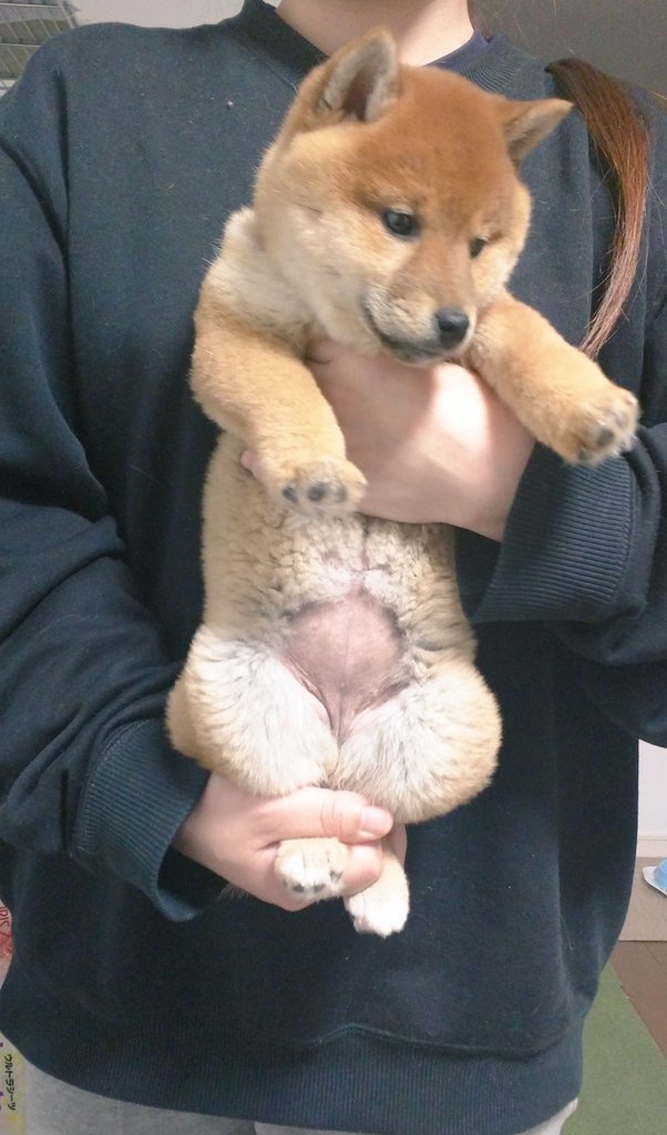 개와 고양이를 데리고 다리펴는 스트레칭 했는데.twt | 인스티즈