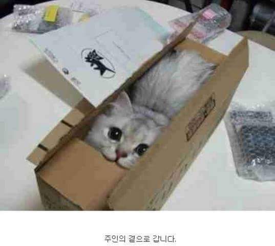 고양이가 자라서 주인에게 배달되기 까지.. | 인스티즈