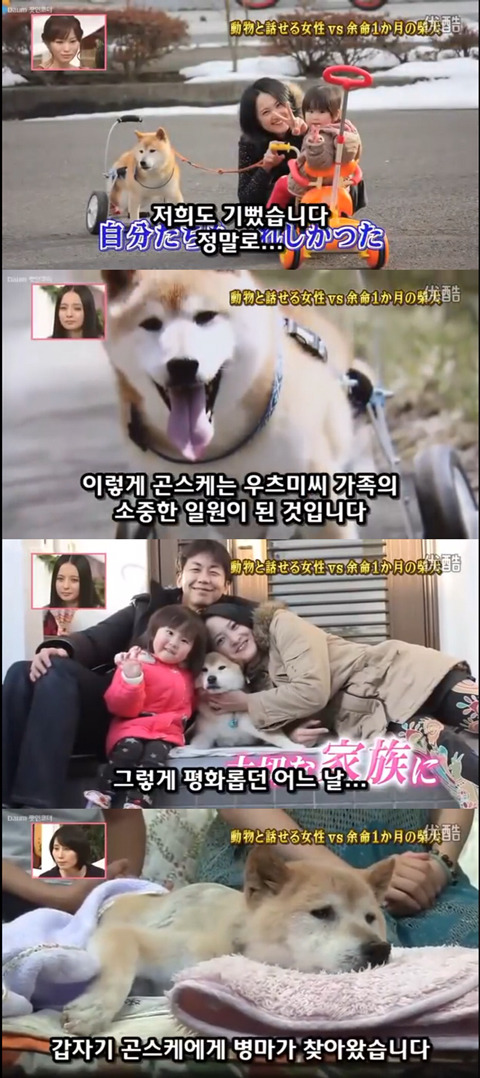 사고로 하반신 마비가되자 주인에게 비참하게 버림받은 시바견 사연 (애니멀 커뮤니케이터 하이디) | 인스티즈