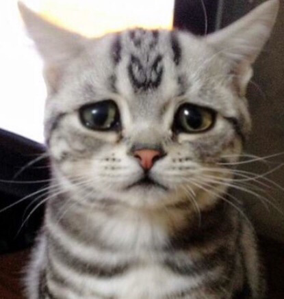 금방이라도 울 것 같은 울상 고양이 루후😿 | 인스티즈