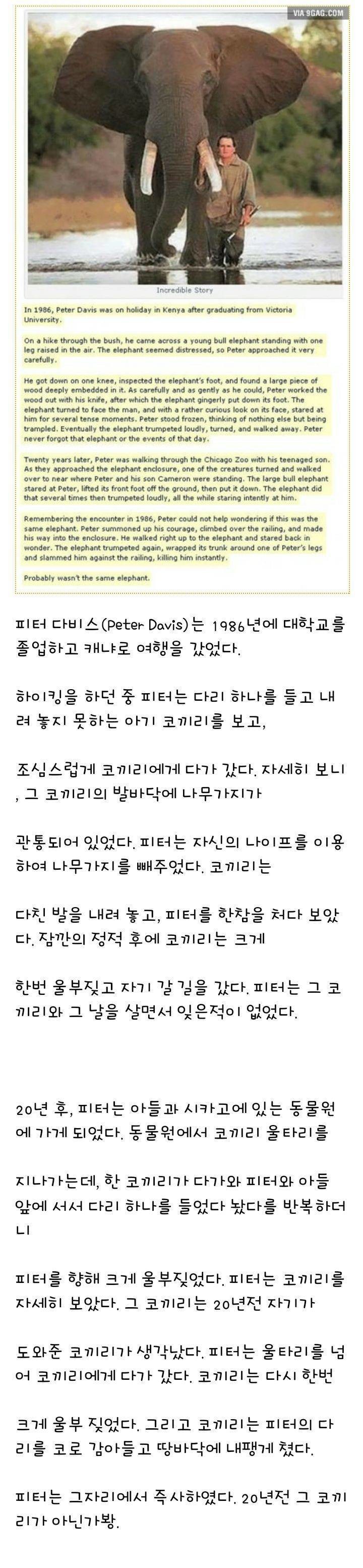 코끼리 기억력 | 인스티즈