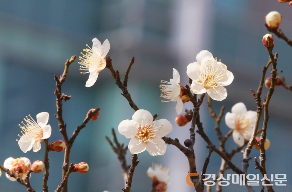 봄 소식 전하는 매화 | 인스티즈