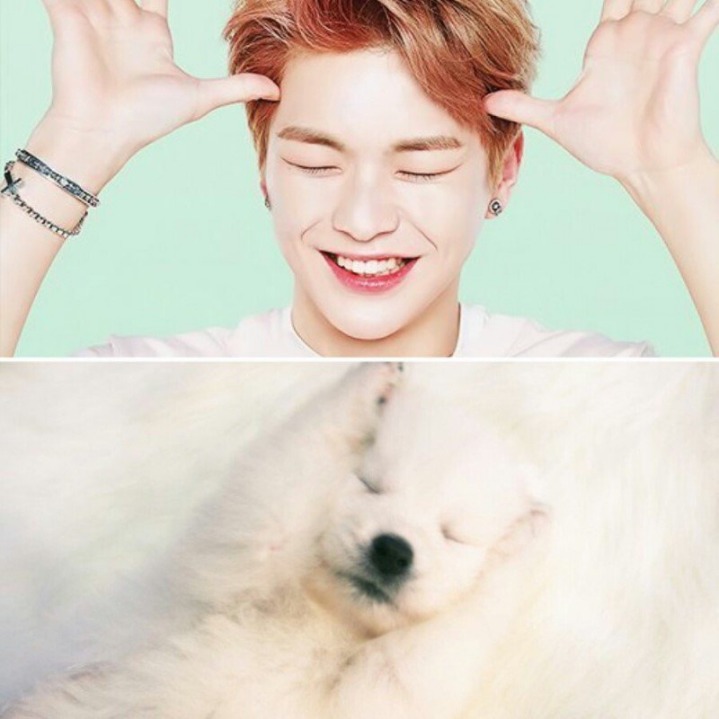 강아지중에 가장 사람닮은듯한 강다니엘 사진모음.jpg | 인스티즈