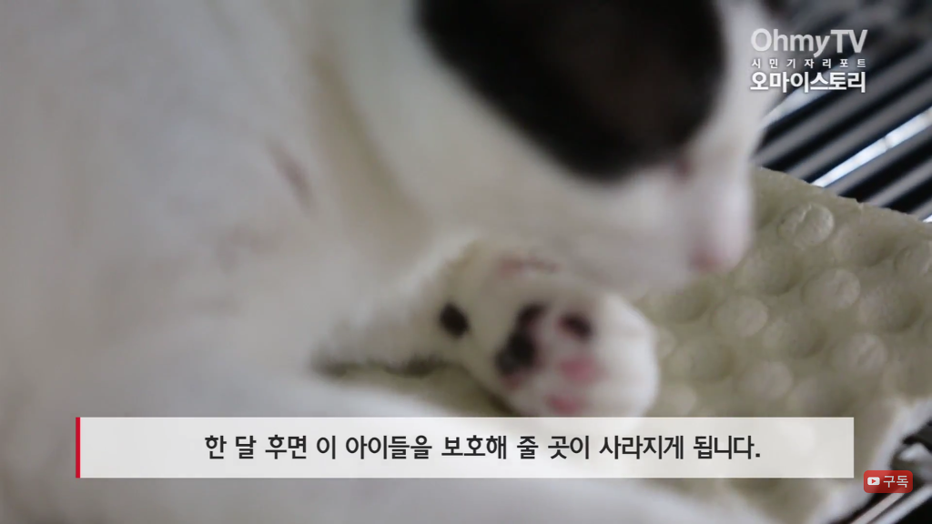 마산 애니멀 호더에게서 구조한 50여마리의 고양이들에게 손길을 내밀어주세요! 곧 쉼터가 폐쇄되어 아이들이 갈 곳이 없습니다 | 인스티즈