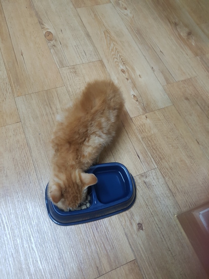 춘천지역 아기고양이 입양 가능한 도토ㅠㅠㅠㅠ | 인스티즈