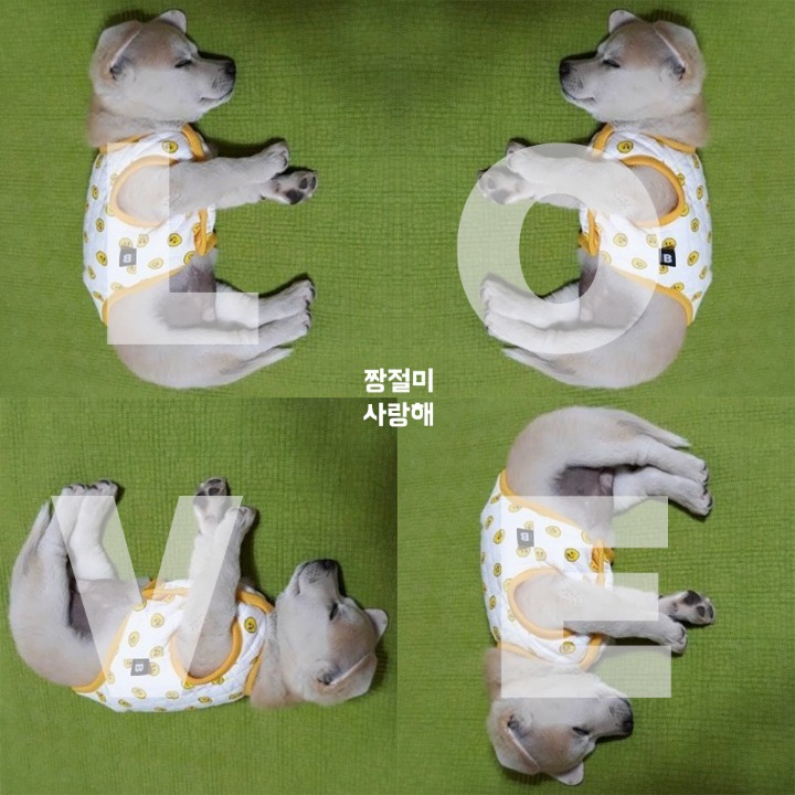 짱절미가 가장 잘 따르는 가족.jpg | 인스티즈
