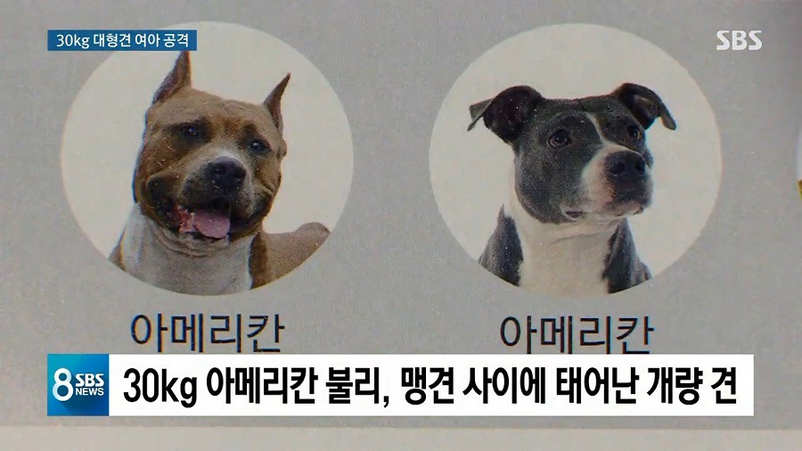 주택에서 키우던 대형견이 세 모녀 공격.gif | 인스티즈