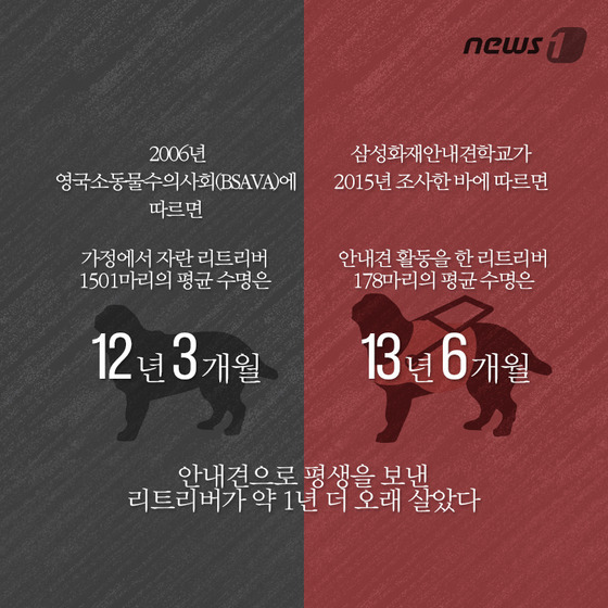 안내견은 스트레스 때문에 오래 못 산다? | 인스티즈