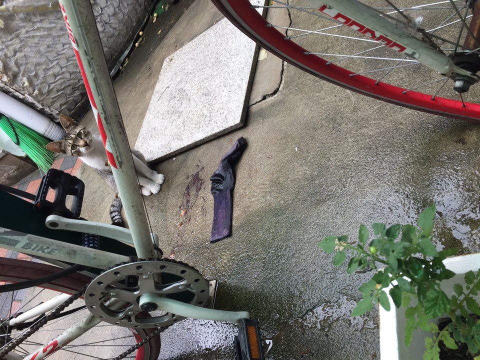 내 고양이 아님..... | 인스티즈