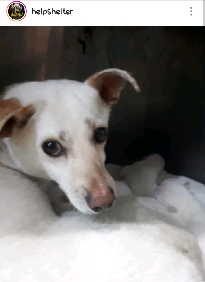 흰둥이 이미지