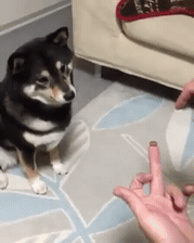마술을 본 시바견.gif | 인스티즈