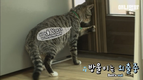 새끼고양이 열마리 키우는 엄마냥이 | 인스티즈