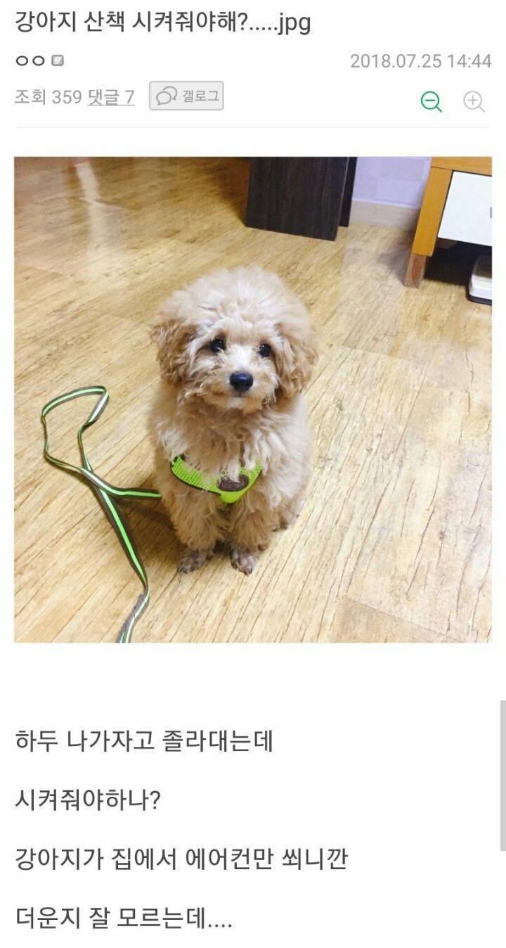 산책나가자던 댕댕이.jpg | 인스티즈