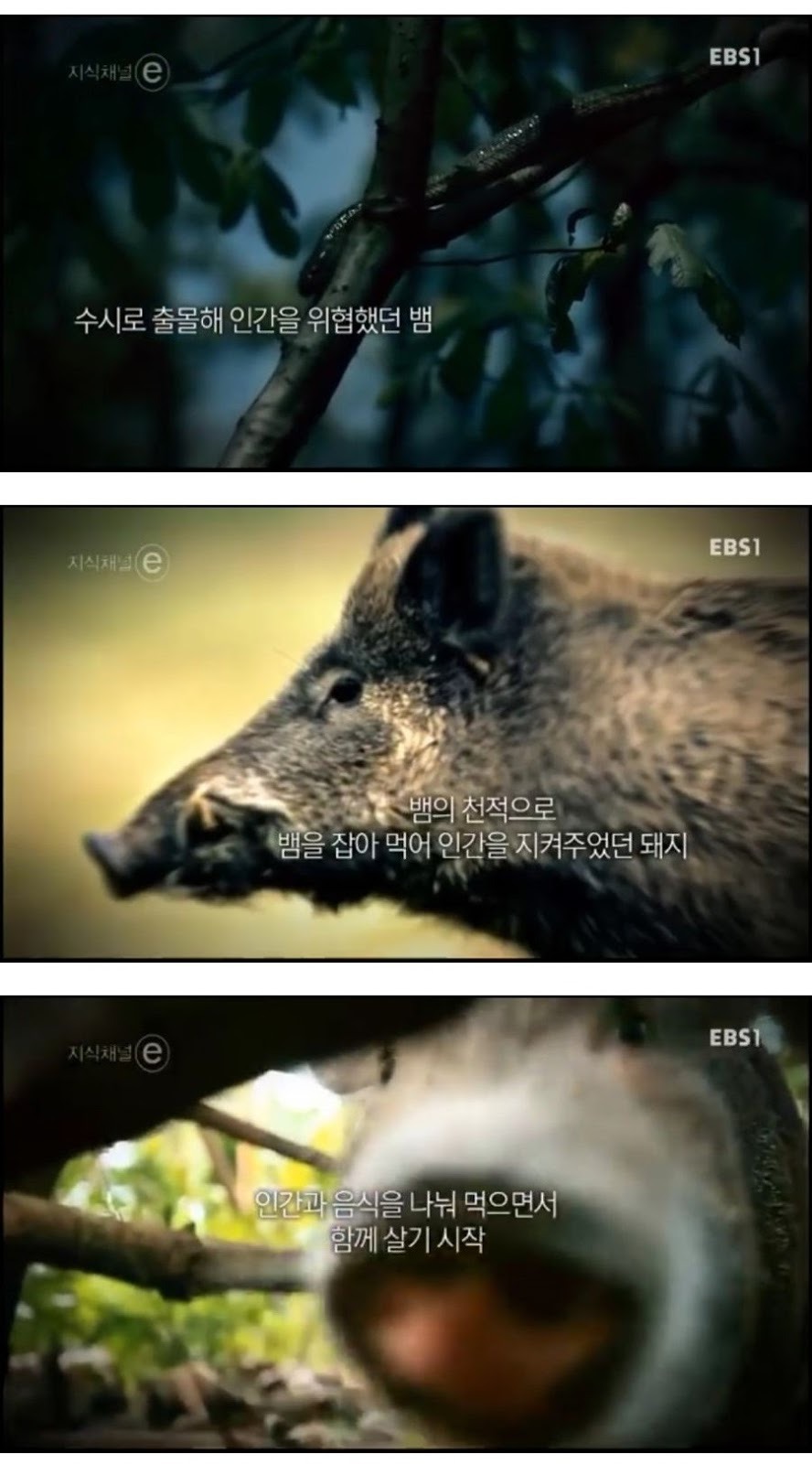 돼지에 대한 편견과 오해.jpg | 인스티즈