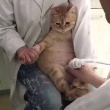 임신한 고먐미 초음파하는 중 | 인스티즈