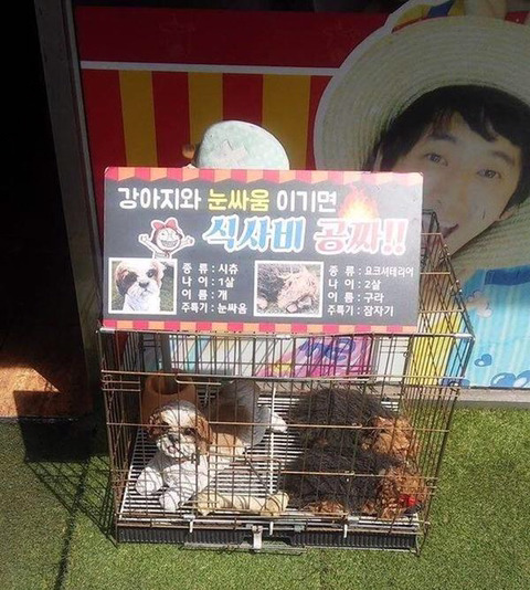 강아지랑 눈싸움해서 이기면 밥값공짜.jpg | 인스티즈