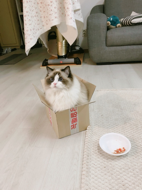눈 구경하는 고양이 | 인스티즈
