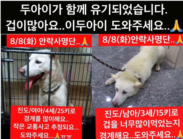 곧 안락사 될 강아지랑 방사 될 고양이 봐줘ㅜㅜ | 인스티즈
