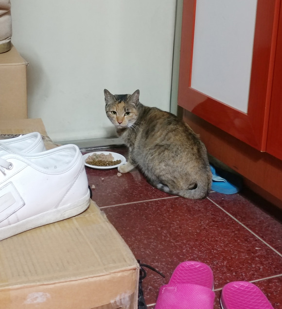 살고싶어서 임신한 몸으로 사람 따라온 고양이.. | 인스티즈