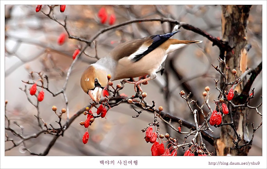 콩새 이미지