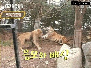 사자 vs 호랑이.gif | 인스티즈