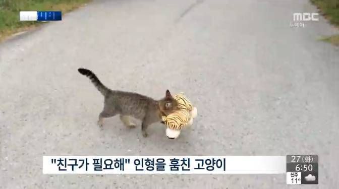 친구가 필요한 길냥이들 | 인스티즈