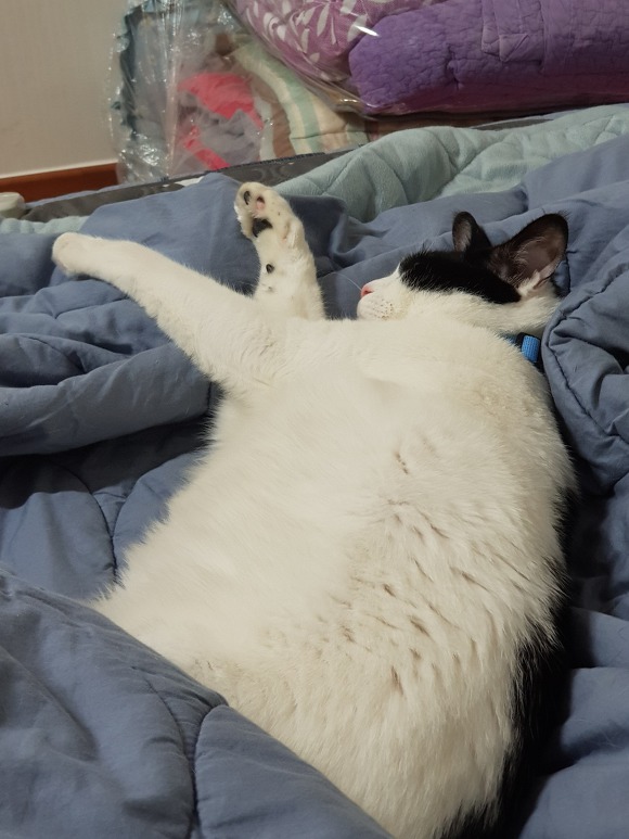  우리 이쁜 고양이 자랑 2 | 인스티즈