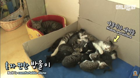 새끼고양이 열마리 키우는 엄마냥이 | 인스티즈