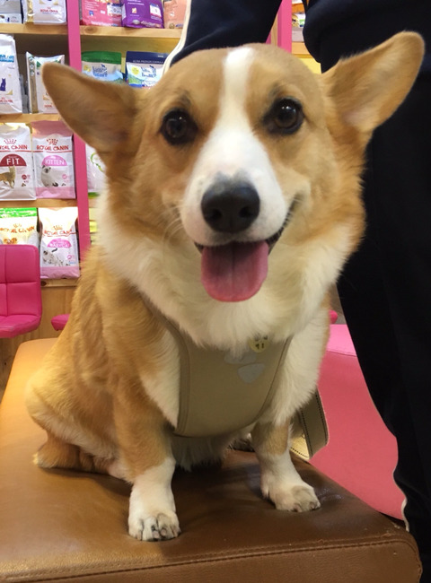 사랑둥이 백호 사진을 가져와 보았어요 | 인스티즈