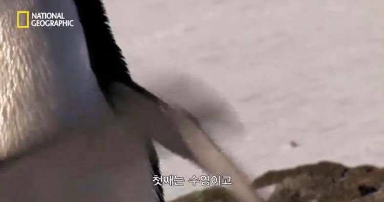 펭귄 날개의 사용 용도 | 인스티즈