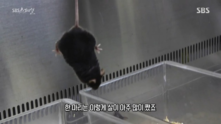 살이 찌는 건 호르몬의 문제다 라고 말하는 다큐멘터리.jpg | 인스티즈