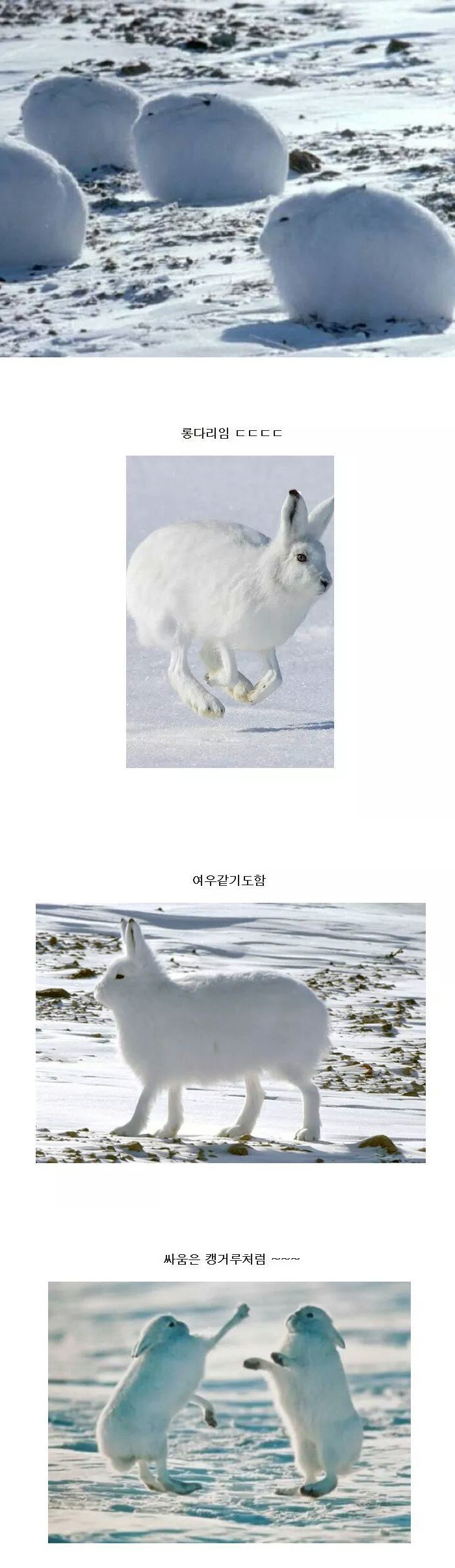 북극지방에 사는 토끼.JPG | 인스티즈