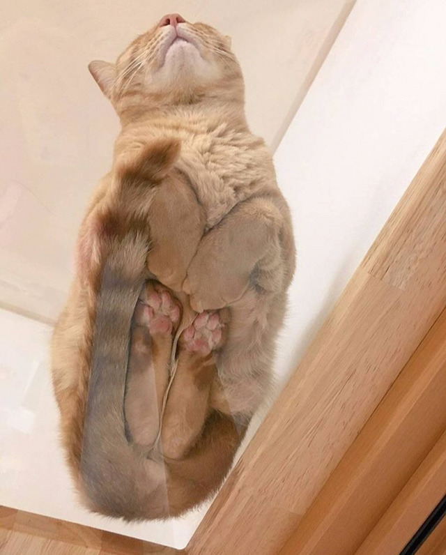 고양이 식빵 구울 때 밑에서 본 모습 | 인스티즈
