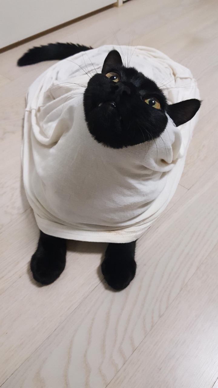 디씨에서 귀여움만으로 힛갤간 고양이 | 인스티즈