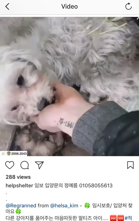 안락사확정된 아이들 보고가주라 ㅠㅠ 부탁해 | 인스티즈