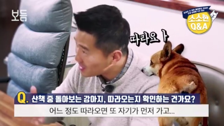 산책 중에 강아지가 뒤돌아보는 이유 | 인스티즈