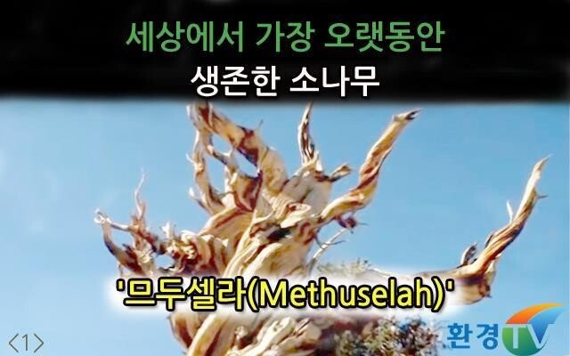 세상에서 가장오랫동안 생존한 나무 | 인스티즈