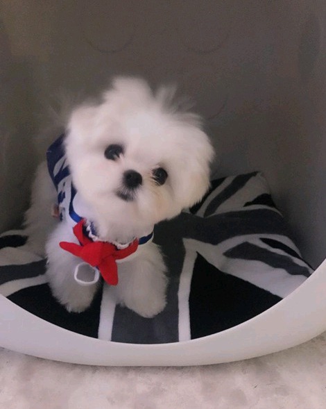 슈퍼주니어 이특이 키우는 반려견 심쿵이.jpg | 인스티즈