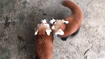 애들아 밥묵자.GIF | 인스티즈