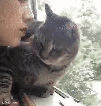 고양이 움짤 | 인스티즈