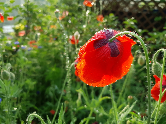 998D29415D0C9D001AB79A