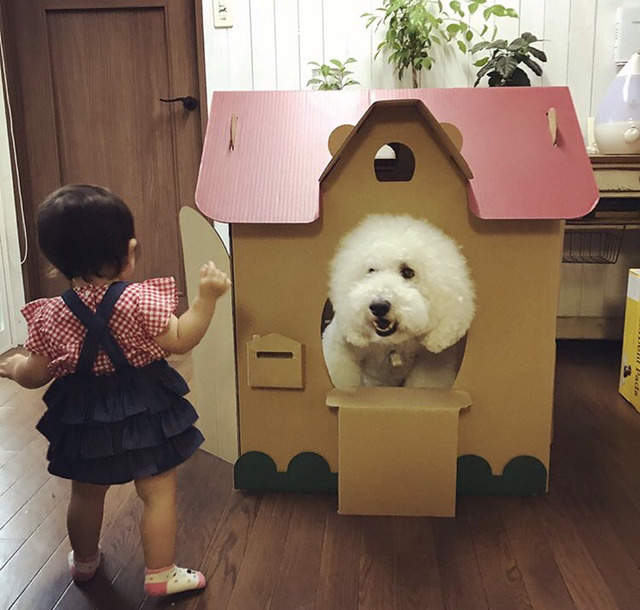 스탠다드 푸들과 1살 아기의 아주 사랑스러운 일상.jpg | 인스티즈