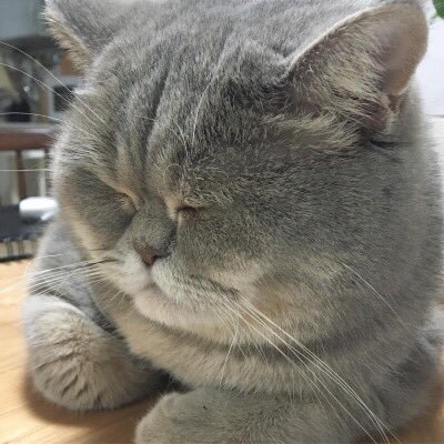 고양이 단짠단짠 모음 2탄 (귀여움 주의) | 인스티즈
