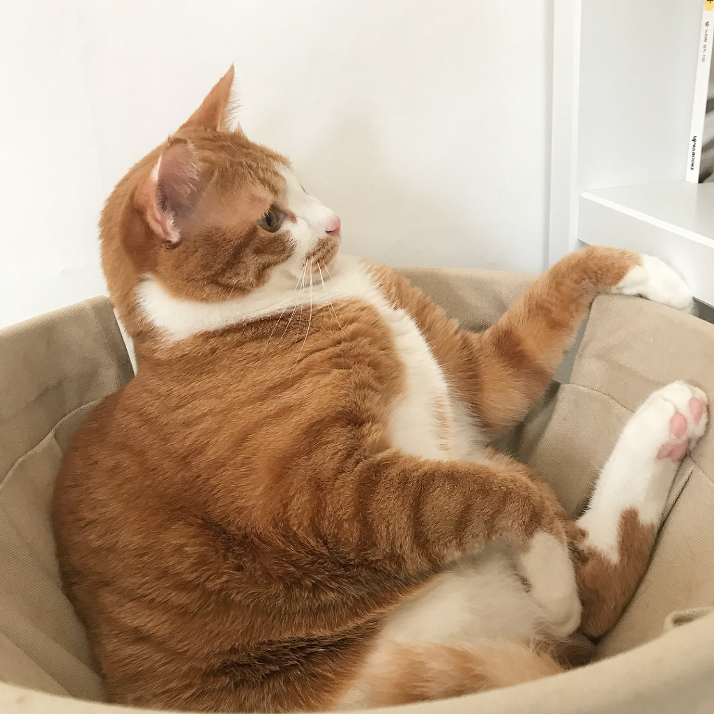 초보집사들 걱정시키는 고양이 특징 | 인스티즈