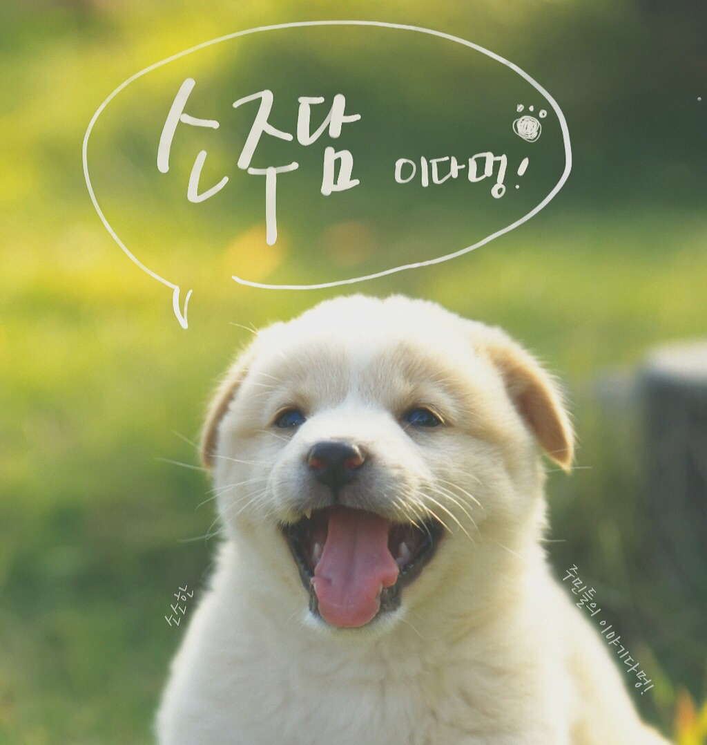 개린이가 된 절미 | 인스티즈