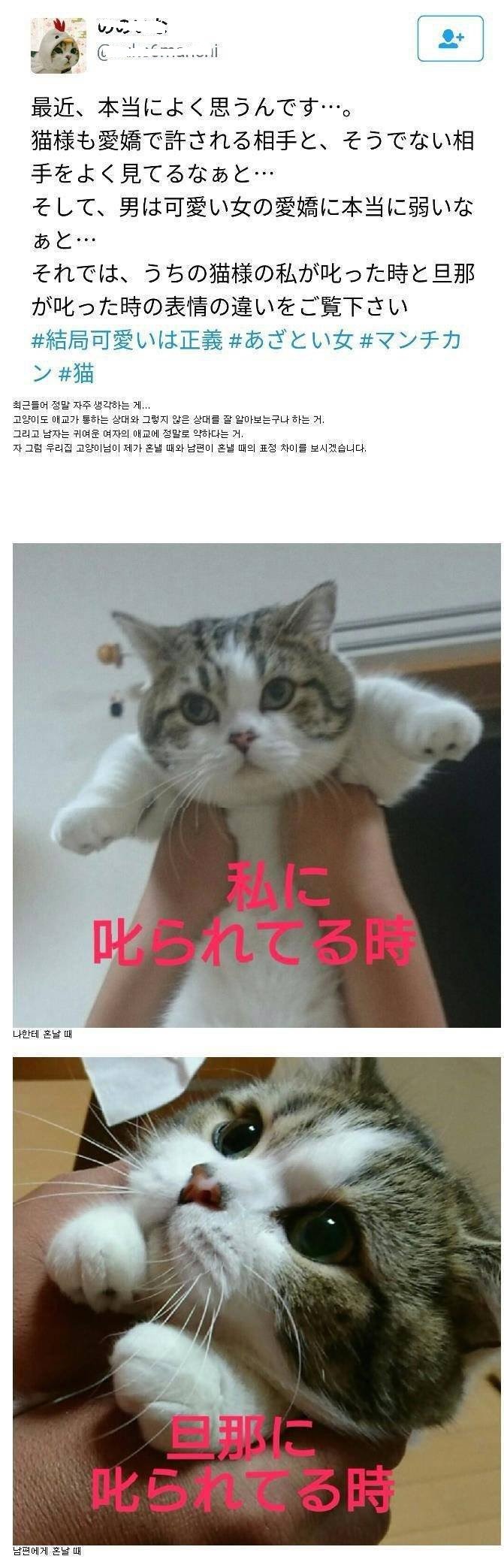 고양이 처세술 | 인스티즈