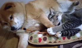 냥아치랑 댕댕이.gif | 인스티즈