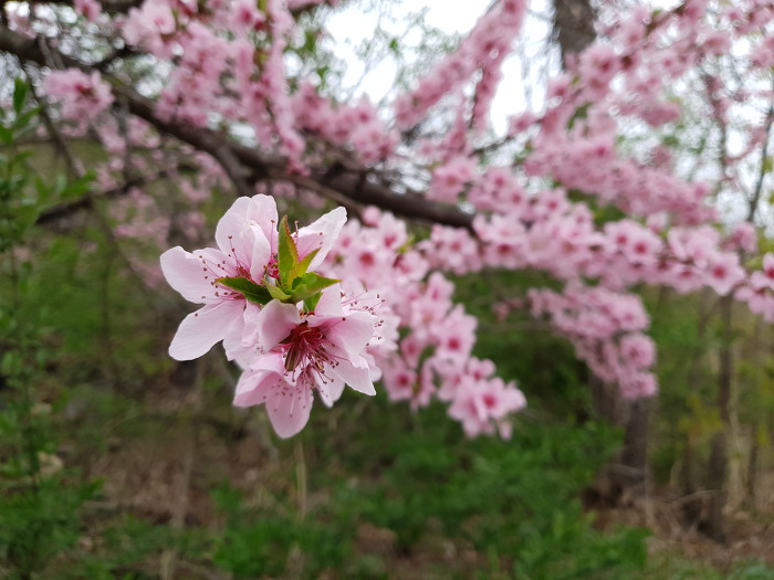 999F4B395CBACF4434434E